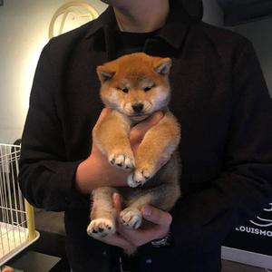 青色大脑手游下载免费
